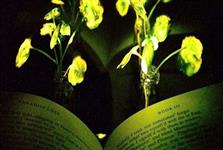 ABD'li bilim insanları parlayan bitki geliştirdi